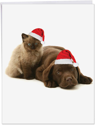 Cat Christmas Cards