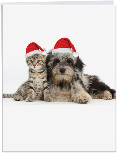 Cat Christmas Cards