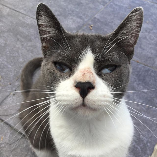 blind rescue cat with epilepsy