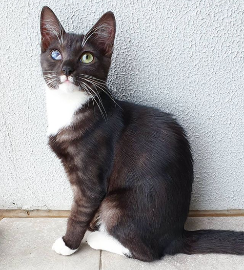 black and white partially blind rescue cat