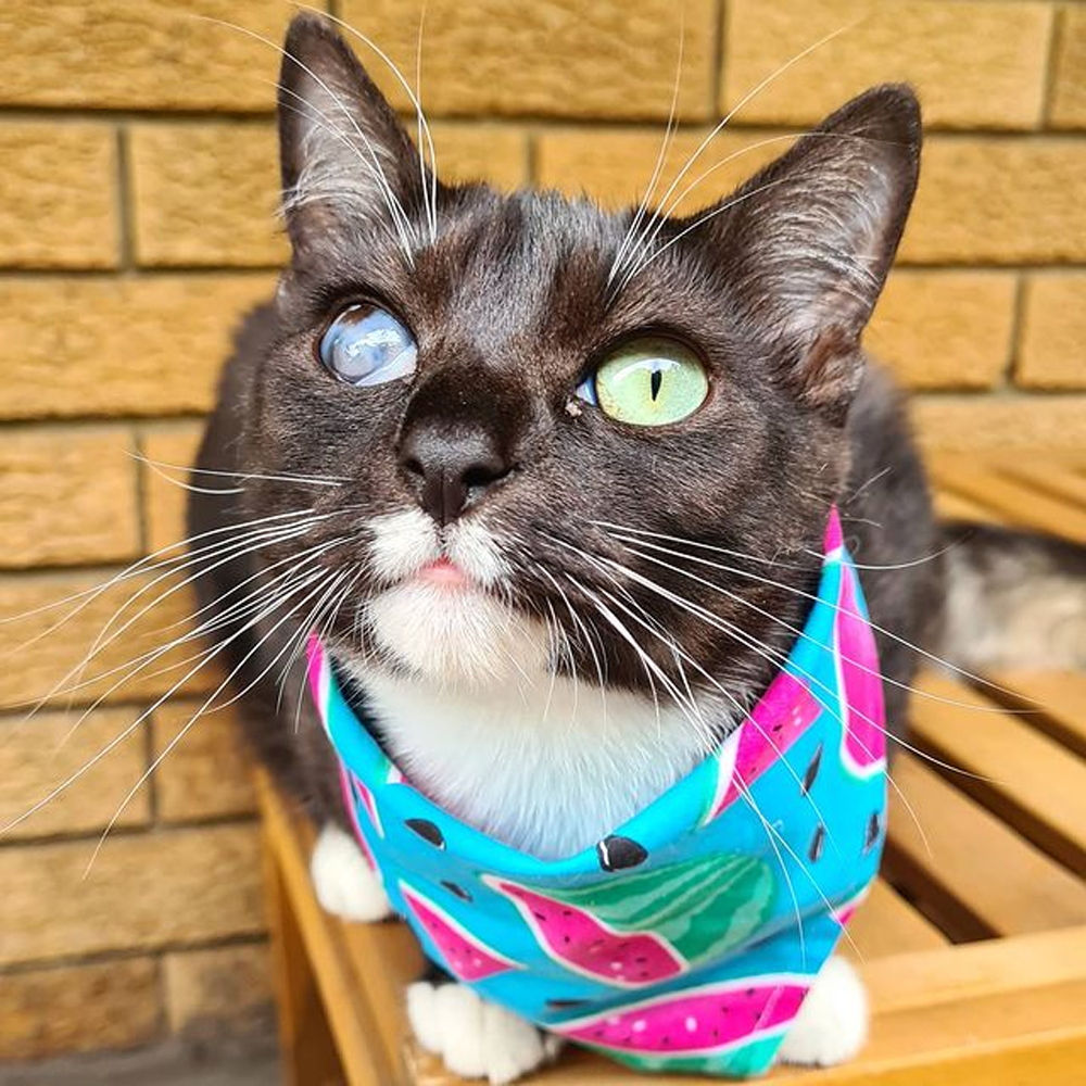 Meet The Incredibly Cute Tuxedo Cat Who Doesn’t Let Being Blind In One
