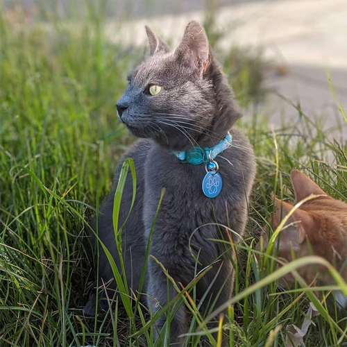 wobbly rescue cats with cerebellar hypoplasia