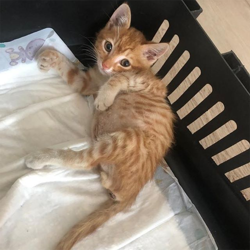 paralyzed and incontinent ginger rescue cat