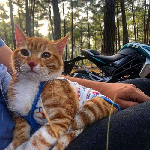 paralyzed and incontinent ginger rescue cat