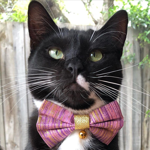tuxedo rescue cat with congenital hypothyroidism