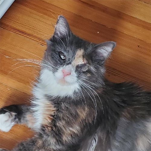 one eyed partially blind fluffy calico rescue cat