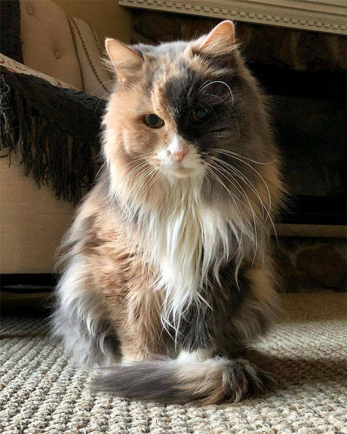 one eyed partially blind fluffy calico rescue cat