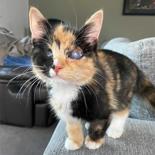 blind calico rescue kitten