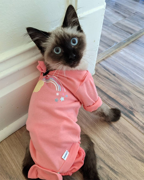 siamese rescue kitten with paralysis and incontinence