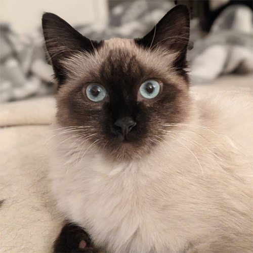 siamese rescue kitten with paralysis and incontinence