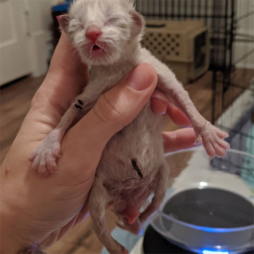 siamese rescue kitten with paralysis and incontinence