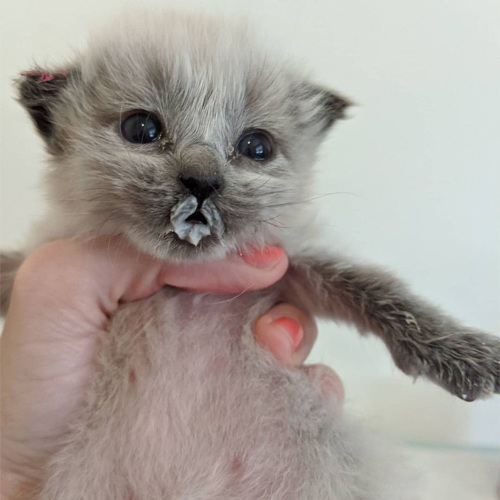 siamese rescue kitten with paralysis and incontinence