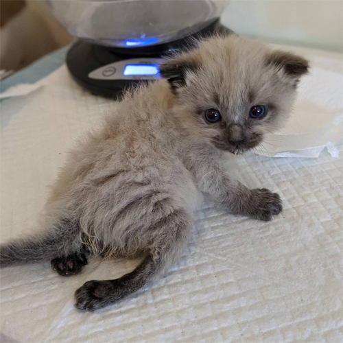 siamese rescue kitten with paralysis and incontinence
