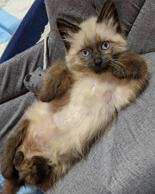 siamese rescue kitten with paralysis and incontinence