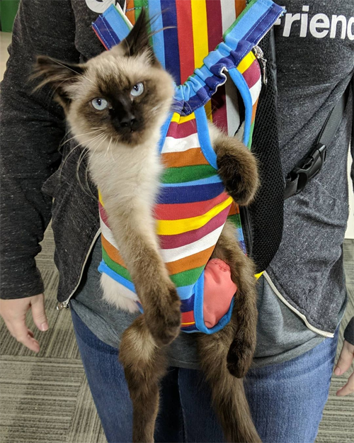 siamese rescue kitten with paralysis and incontinence