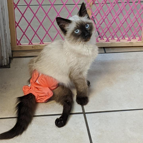 siamese rescue kitten with paralysis and incontinence