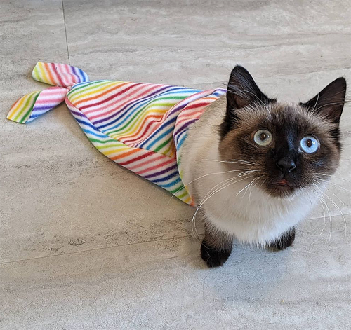 siamese rescue kitten with paralysis and incontinence