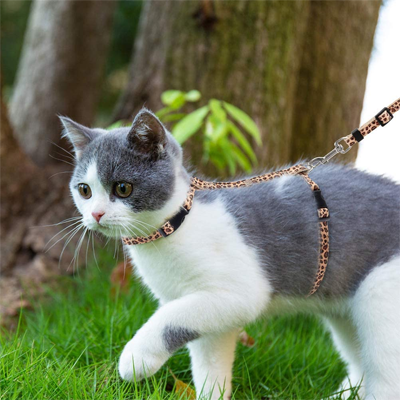 leopard print cat supplies