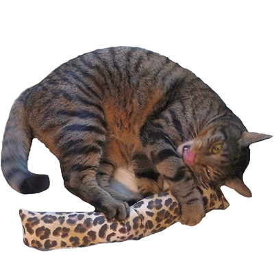 leopard print cat supplies