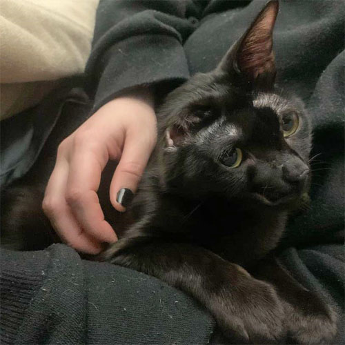 one eared black rescue cat