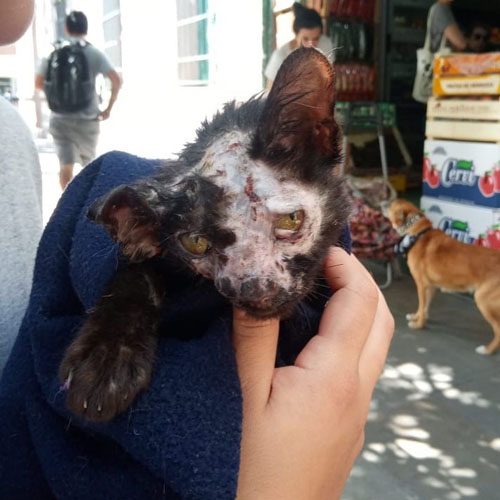 one eared black rescue cat