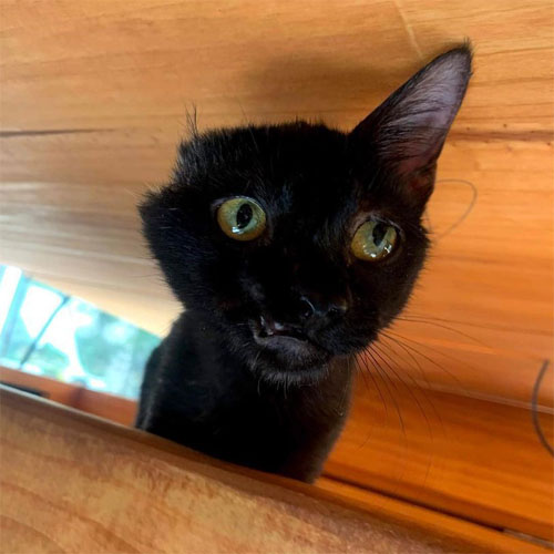 one eared black rescue cat