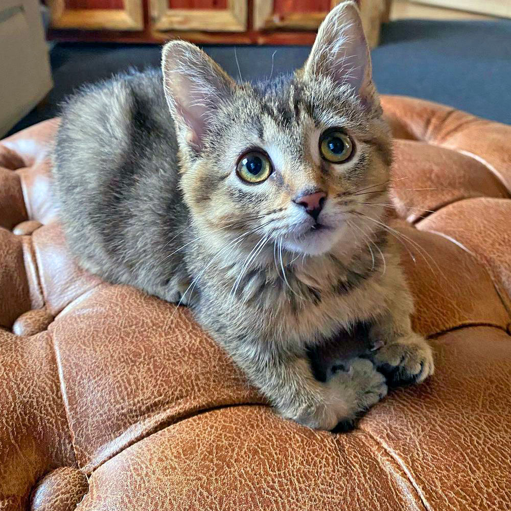 meet-the-adorable-kitten-with-manx-syndrome-and-a-malformed-paw-who-was