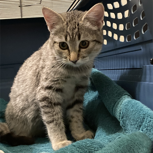 rescue tabby cat with a heart murmur