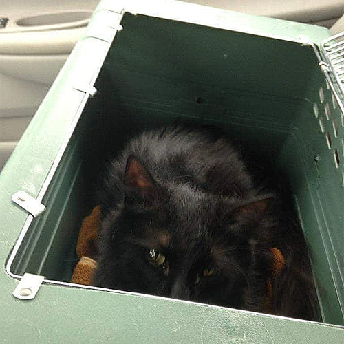 fluffy black rescue cat with cerebellar hypoplasia