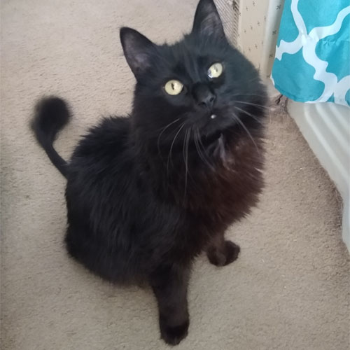 fluffy black rescue cat with cerebellar hypoplasia