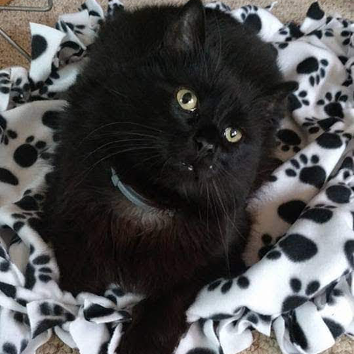 fluffy black rescue cat with cerebellar hypoplasia