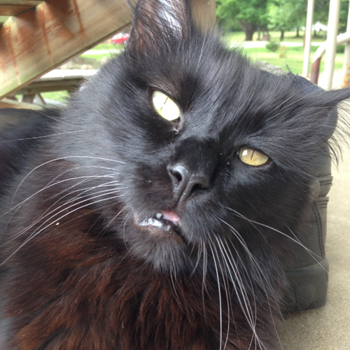 fluffy black rescue cat with cerebellar hypoplasia