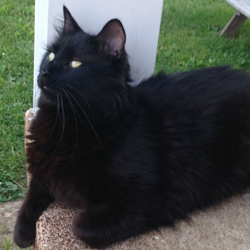 fluffy black rescue cat with cerebellar hypoplasia