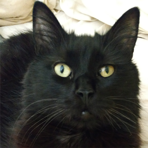 fluffy black rescue cat with cerebellar hypoplasia