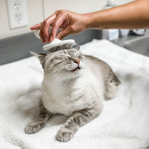 two legged siamese rescue cat