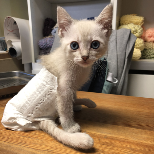 two legged siamese rescue cat