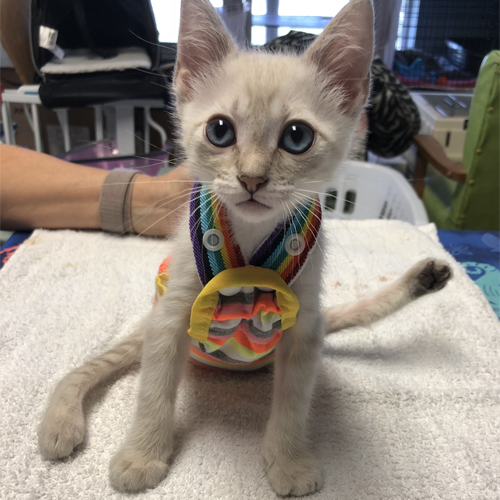 two legged siamese rescue cat