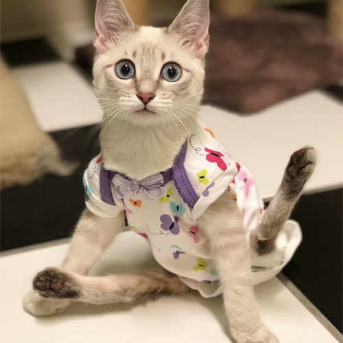 two legged siamese rescue cat