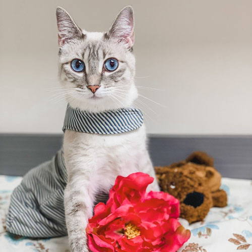 two legged siamese rescue cat