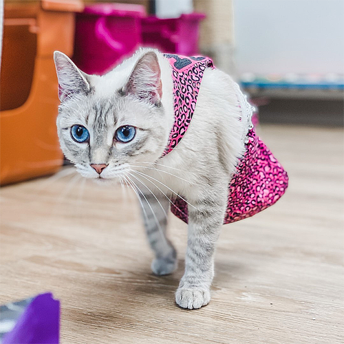 two legged siamese rescue cat