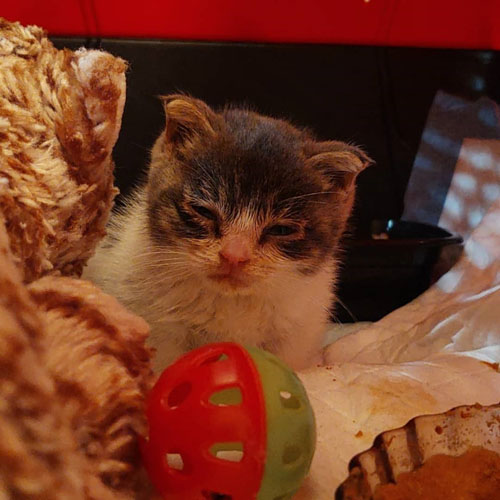 rescue kitten with congenital hypothyroidism