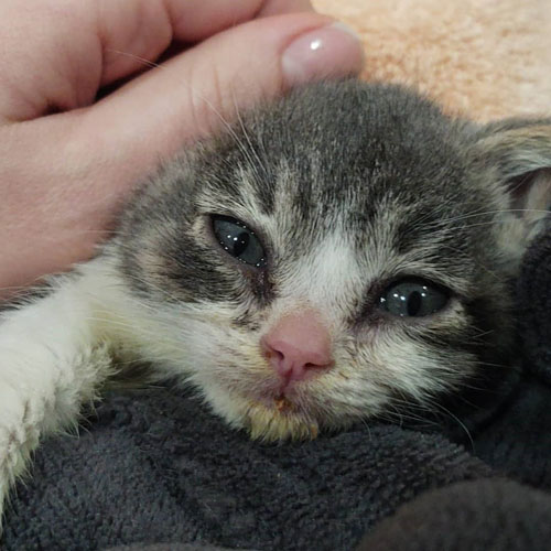 rescue kitten with congenital hypothyroidism