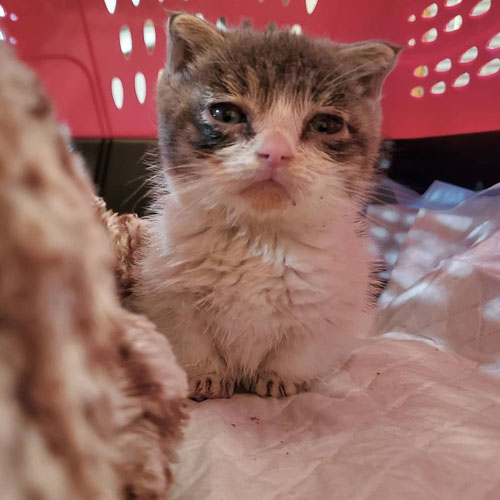 rescue kitten with congenital hypothyroidism