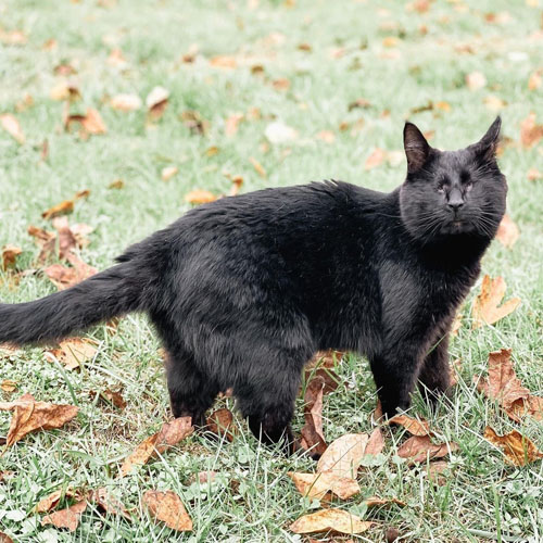 Meet The Handsome Blind Rescue Cat Who Loves Wrestling With His Canine ...