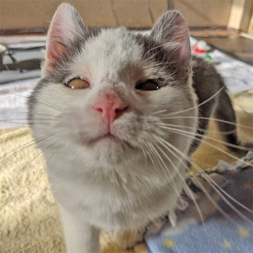 grey and white rescue kitten with feline eyelid agenesis