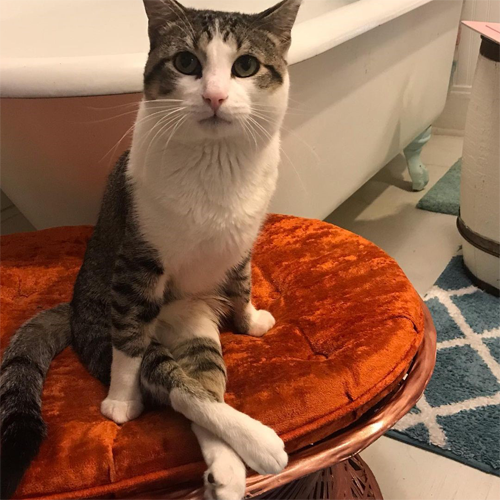 tabby and white rescue cat with incontinence and hind leg paralysis