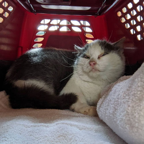 grey and white rescue kitten with feline eyelid agenesis