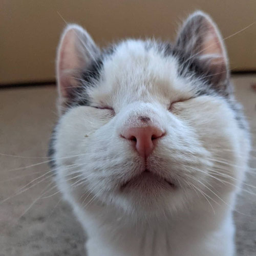 grey and white rescue kitten with feline eyelid agenesis