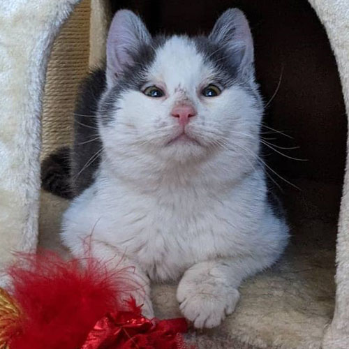 grey and white rescue kitten with feline eyelid agenesis