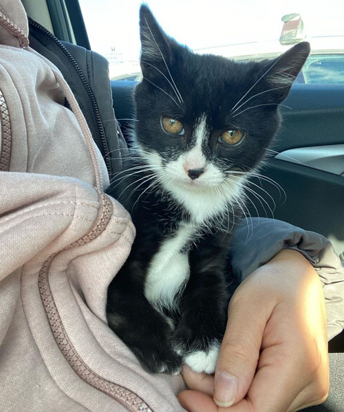 black and white kitten with radial hypoplasia and megaesophagu